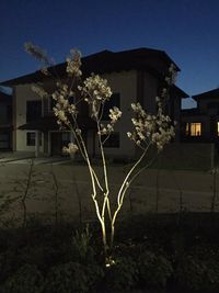 Baum Beleuchtung mit Lightpro